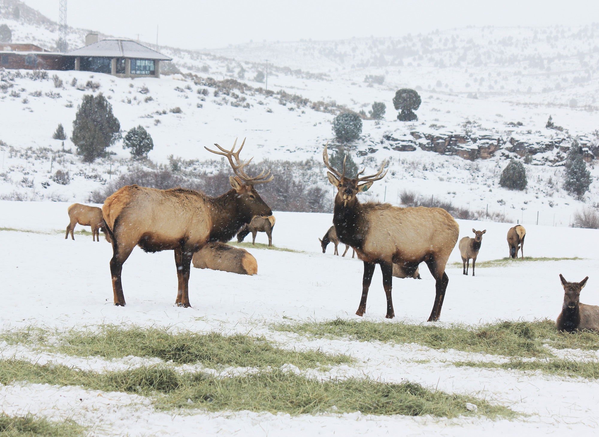 Sleigh Rides Through Elk