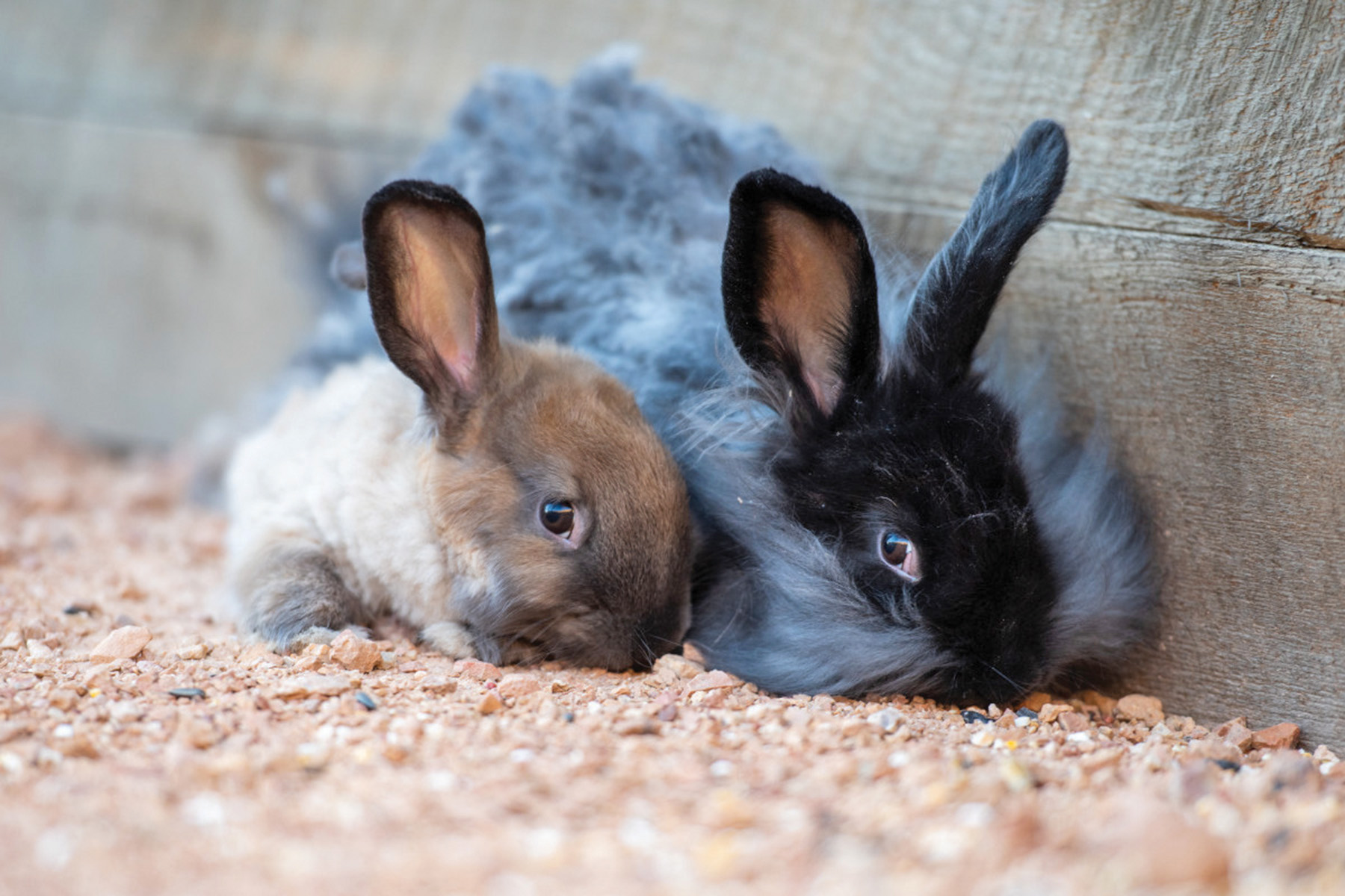 Best Friends Animal Sanctuary