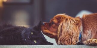 Southern Utah Adoptable Pets Guide