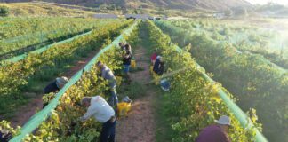 Wine Country at Zion Vineyards Is Just A Short Drive Away Zion Vineyards