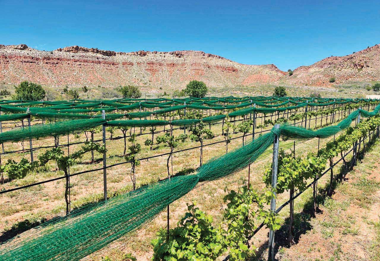 Zion Vineyards