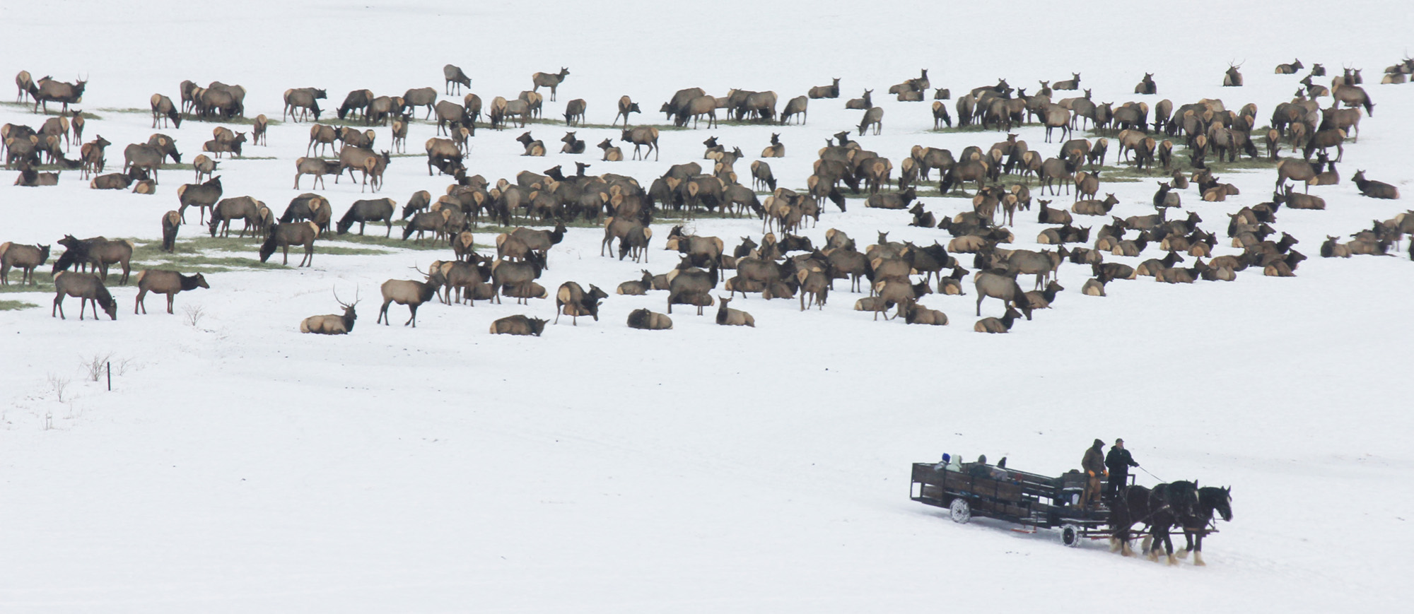 Sleigh Rides Through Elk