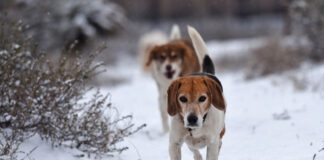 Discover the Magic of Winter at Best Friends Sanctuary Best Friends Animal Sanctuary