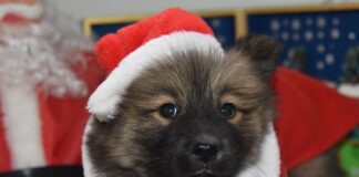 Southern Utah Adoptable Pets Guide