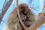 Come Watch Porcupines At The Next Big Viewing Event