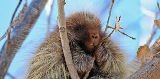 Come Watch Porcupines At The Next Big Viewing Event