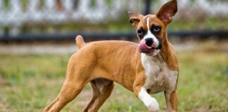 Southern Utah Adoptable Pets Guide