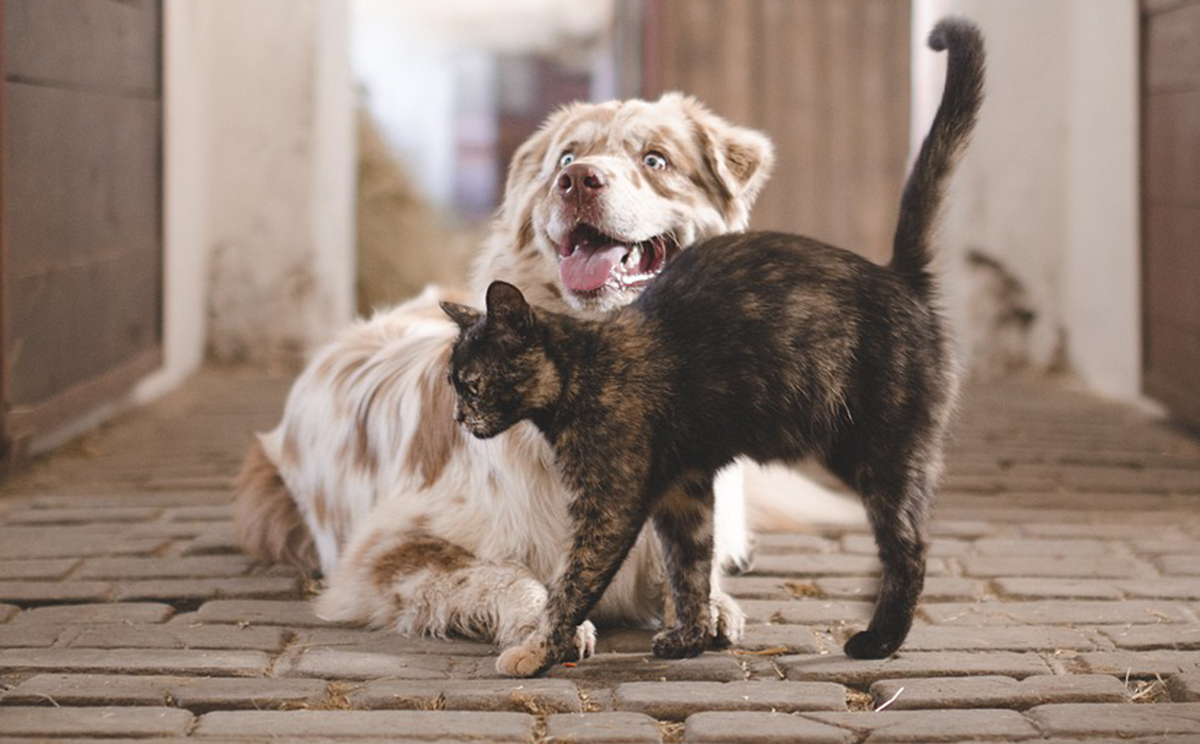 Southern Utah Pet Adoption