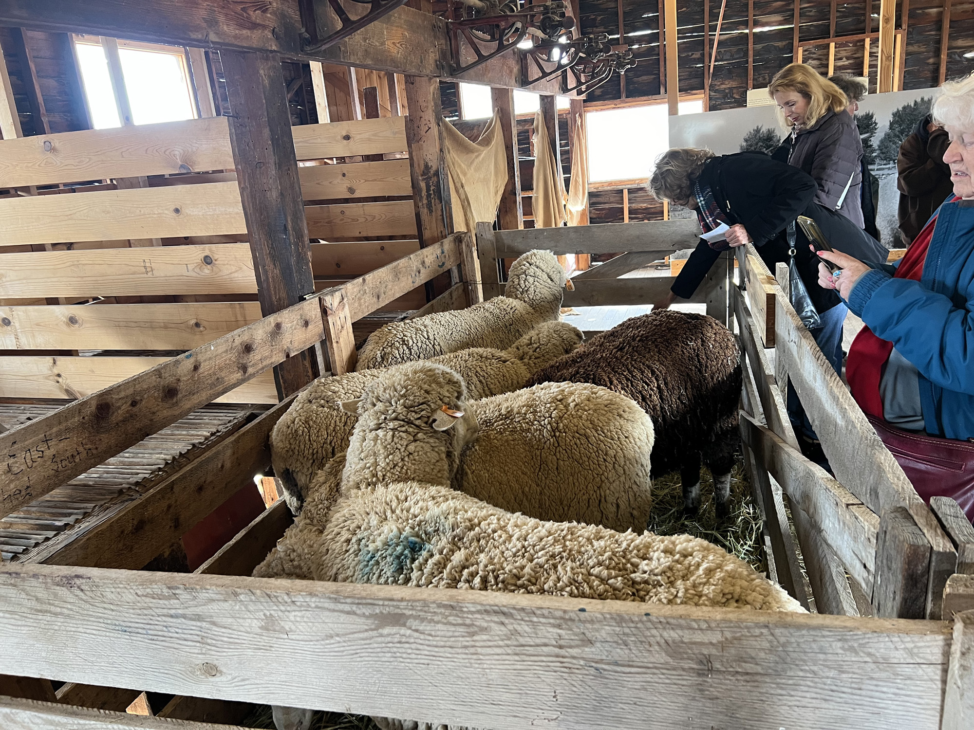 Sheep to Shawl. Frontier Homestead State Park