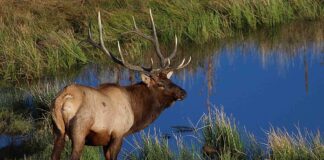 Big Game Hunting License Applications Open March 20th big game hunting