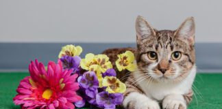 Spring is in the Air! Don’t Let Pets’ Allergies Put a Damper on the Season Best Friends Animal Society