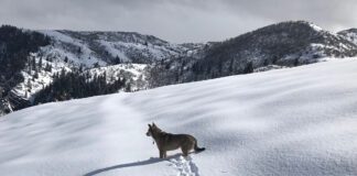 Recreating Outdoors With Your Pet This Spring? Keep Dogs On A Leash So They Don’t Chase Or Disturb Wildlife Recreating With Pets