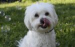 Southern Utah Adoptable Pets Guide