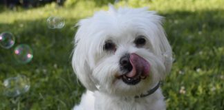 Southern Utah Adoptable Pets Guide