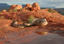 rattlesnakes
