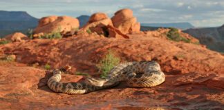 What To Know About Rattlesnakes In Utah And How To Stay Safe rattlesnakes