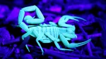 Desert Myths Debunked on Scorpion Safari in Snow Canyon Desert Myths Debunked on Scorpion Safari in Snow Canyon