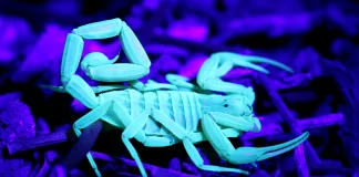 Desert Myths Debunked on Scorpion Safari in Snow Canyon Desert Myths Debunked on Scorpion Safari in Snow Canyon