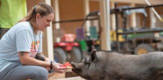 Camp, Cuddle, and Save Them All: Your Best Friends Getaway Starts Here Best Friends Animal Sanctuary in Kanab