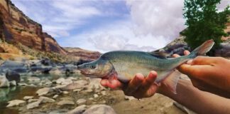 Conservation Wins: Three Utah Species on the Rebound Conservation Wins: Three Utah Species on the Rebound