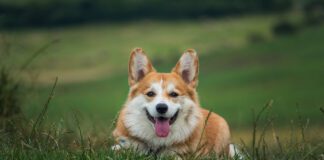 Southern Utah Adoptable Pets Guide