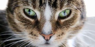 Southern Utah Adoptable Pets Guide