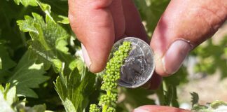 From Pruning to Pouring: Spring Bottling Season Blooms at Zion Vineyards From Pruning to Pouring: Spring Bottling Season Blooms at Zion Vineyards