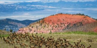 Utah’s 2025 Antlerless Hunt Applications Open June 4 Utah’s 2025 Antlerless Hunt Applications Open June 4