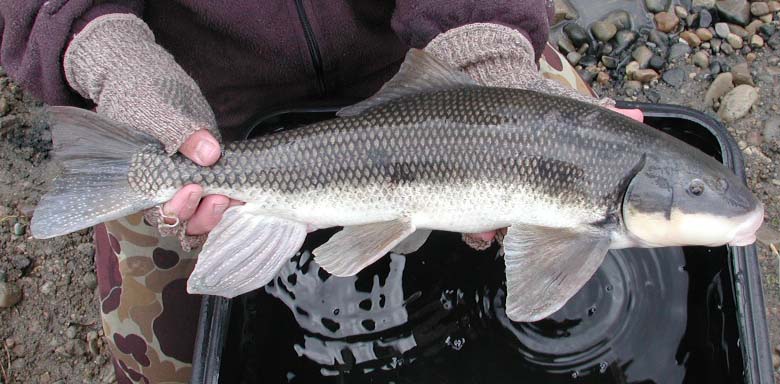 Conservation Wins: Three Utah Species on the Rebound