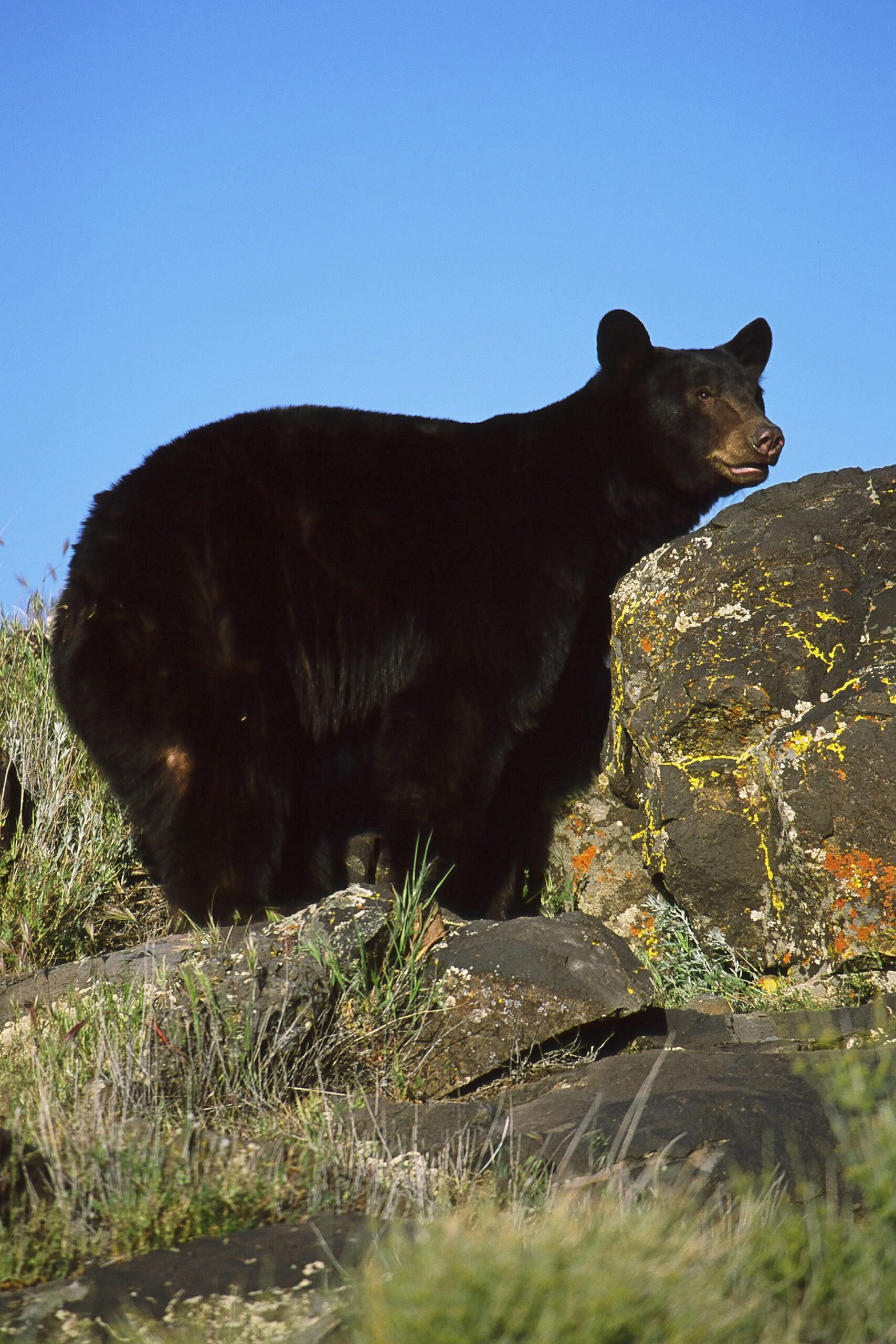 Photo by Wildlife Utah