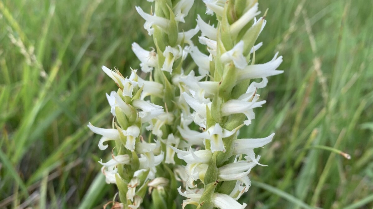 Utah Sees Progress for Endangered Species on the Road to Recovery