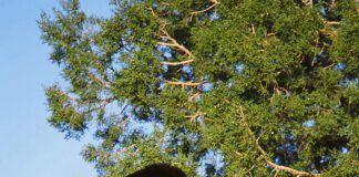 How to Stay Bear-Safe in Utah This Summer: Wildlife Experts Share Crucial Tips How to Stay Bear-Safe in Utah This Summer: Wildlife Experts Share Crucial Tips