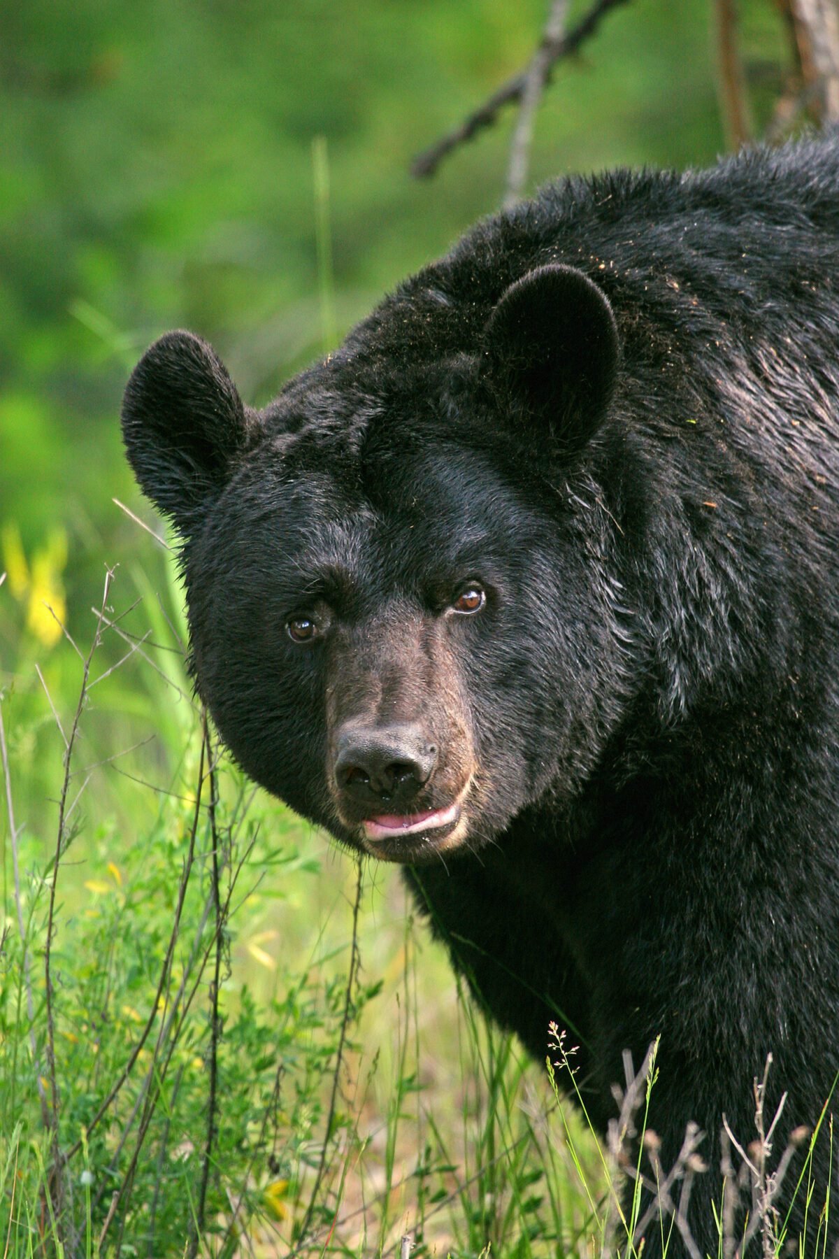 How to Stay Bear-Safe in Utah This Summer: Wildlife Experts Share Crucial Tips