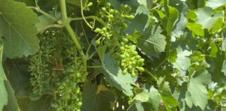 Follow the 20/20 Rule to Enjoy More Wine This Summer