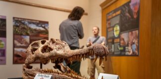 Scientists Recreate Mass Extinction Story at Zion National Park A model phytosaur skull in the new Zion Human History Exhibit. NPS Image / Abi Farish