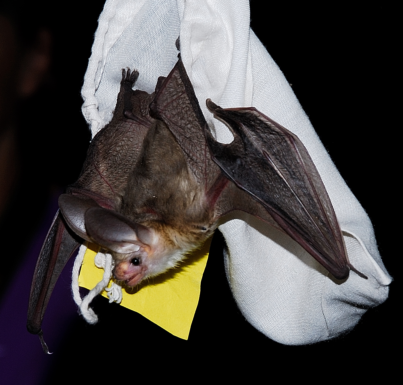 How to Prevent Conflicts with Bats in Southern Utah