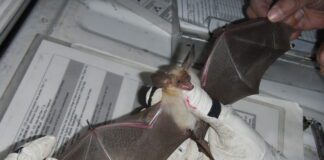 How to Prevent Conflicts with Bats in Southern Utah How to Prevent Conflicts with Bats in Southern Utah