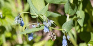Wildflowers Take Center Stage at Cedar Breaks Festival Wildflowers Take Center Stage at Cedar Breaks Festival