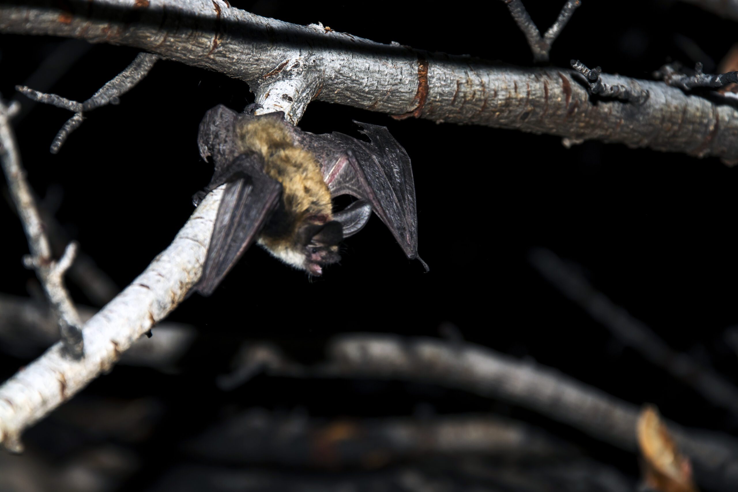 How to Prevent Conflicts with Bats in Southern Utah