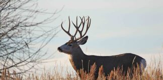 Public Meetings Announced to Help Grow Utah’s Deer Populations DWR biologists are recommending a slight increase in the number of general season buck deer permits available for hunts in Utah this fall.