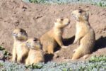 Up Close with Southern Utah’s Wild Side: Rare Field Opportunities from DWR