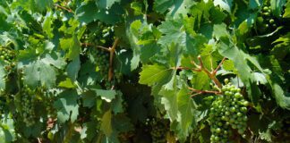 Refining the Grape: Wine Making at Zion Vineyards Refining the Grape: Wine Making at Zion Vineyards