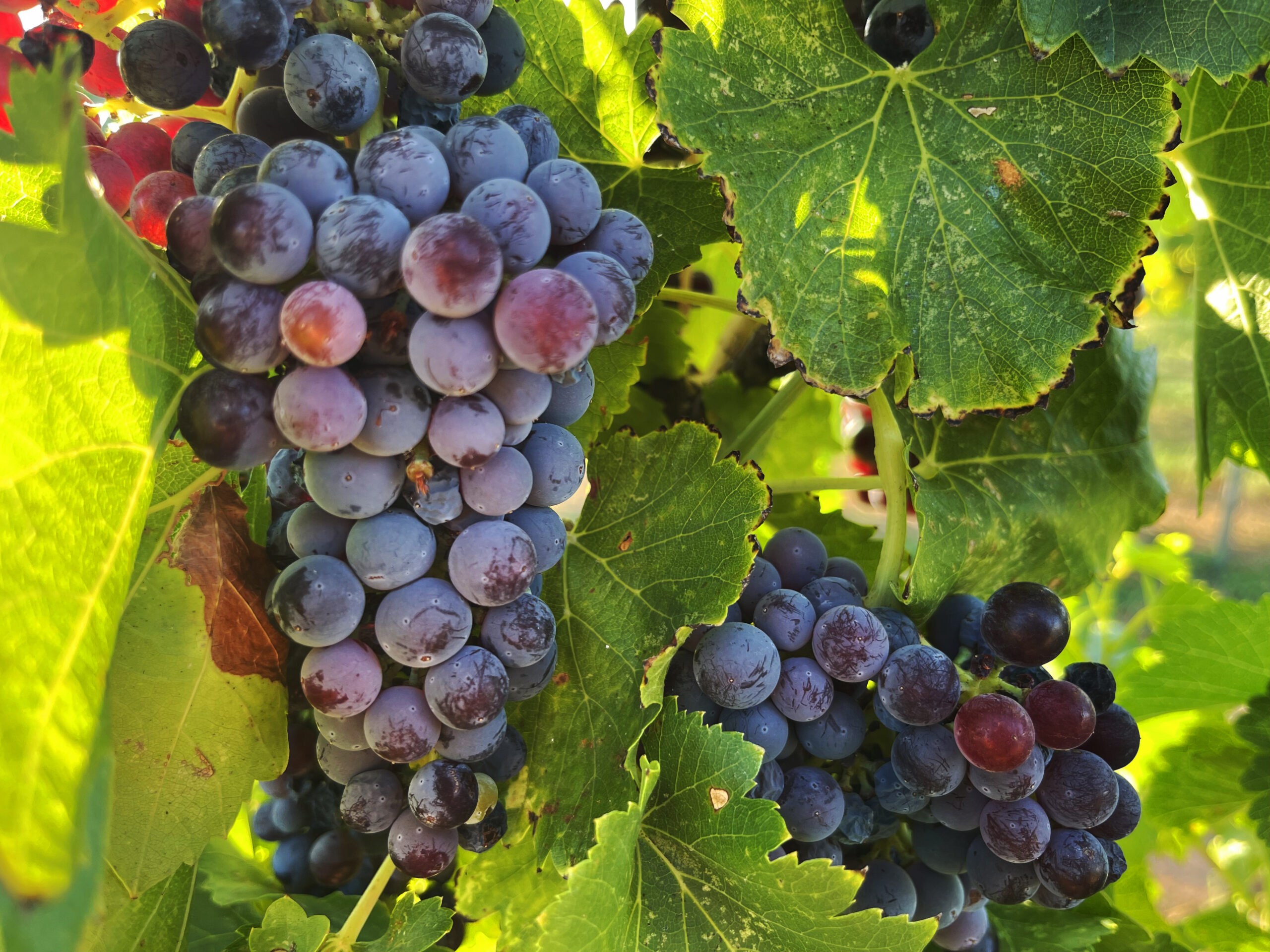 Welcome to Utah Wine Country at Zion Vineyards Zion Vineyards in Leeds celebrates harvest season with volunteer picking days, bold red blends, crisp whites, and a tasting room open daily.