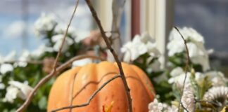 Staheli Family Farm Kicks Off Fall Fun With Corn Maze, Family Tours, and 20th Anniversary of Field of Screams