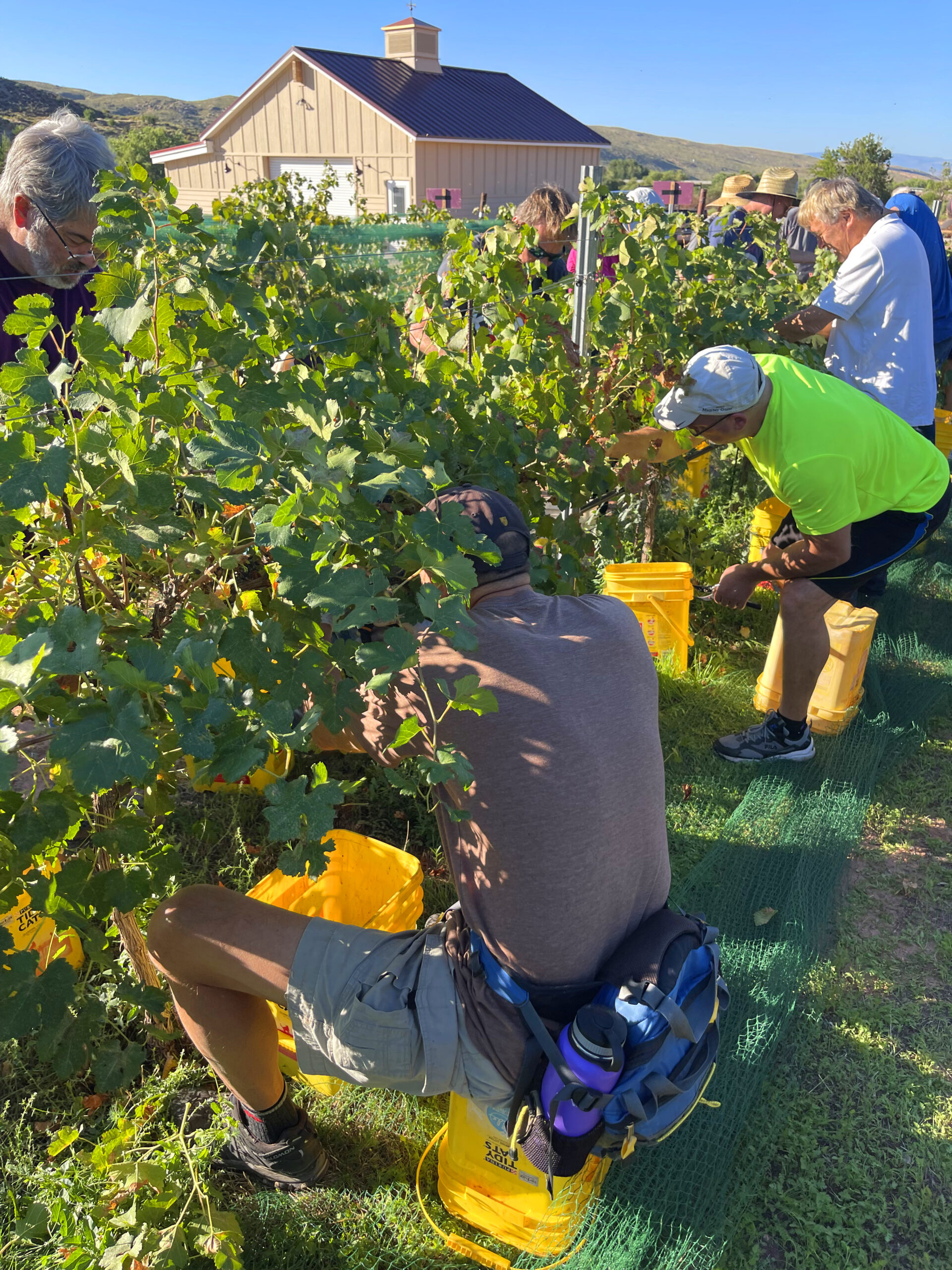 Zion Vineyards in Leeds celebrates harvest season with volunteer picking days, bold red blends, crisp whites, and a tasting room open daily.