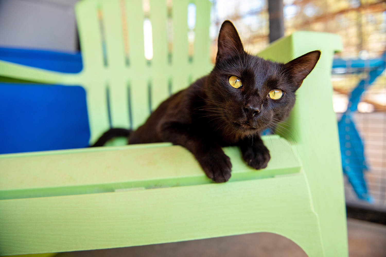 Best Friends Animal Sanctuary Welcomes You This Fall