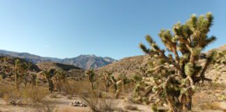 Cedar Pocket Wash Overlook and Narrows Trails Need an off the beaten path outdoor adventure, where you will probably not see another person (we only met one other hiker on the trail), featuring a Joshua Tree forest, spectacular mountain views, and the impressive Cedar Pocket Wash narrows?