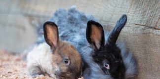 Best Friends Animal Sanctuary Welcomes You This Fall