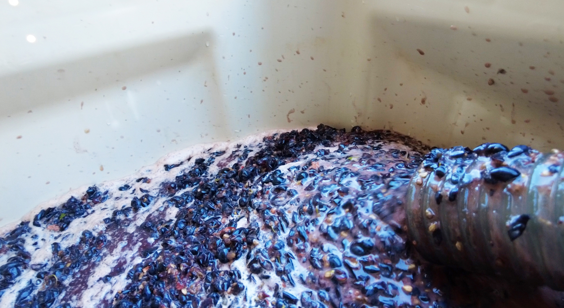 Harvest 2025 at Zion Vineyards yielded lower quantities but bold character. Learn Wine-Making 101, taste the 2023 Zinfandel, and visit the Leeds tasting room daily from noon to 6 PM.