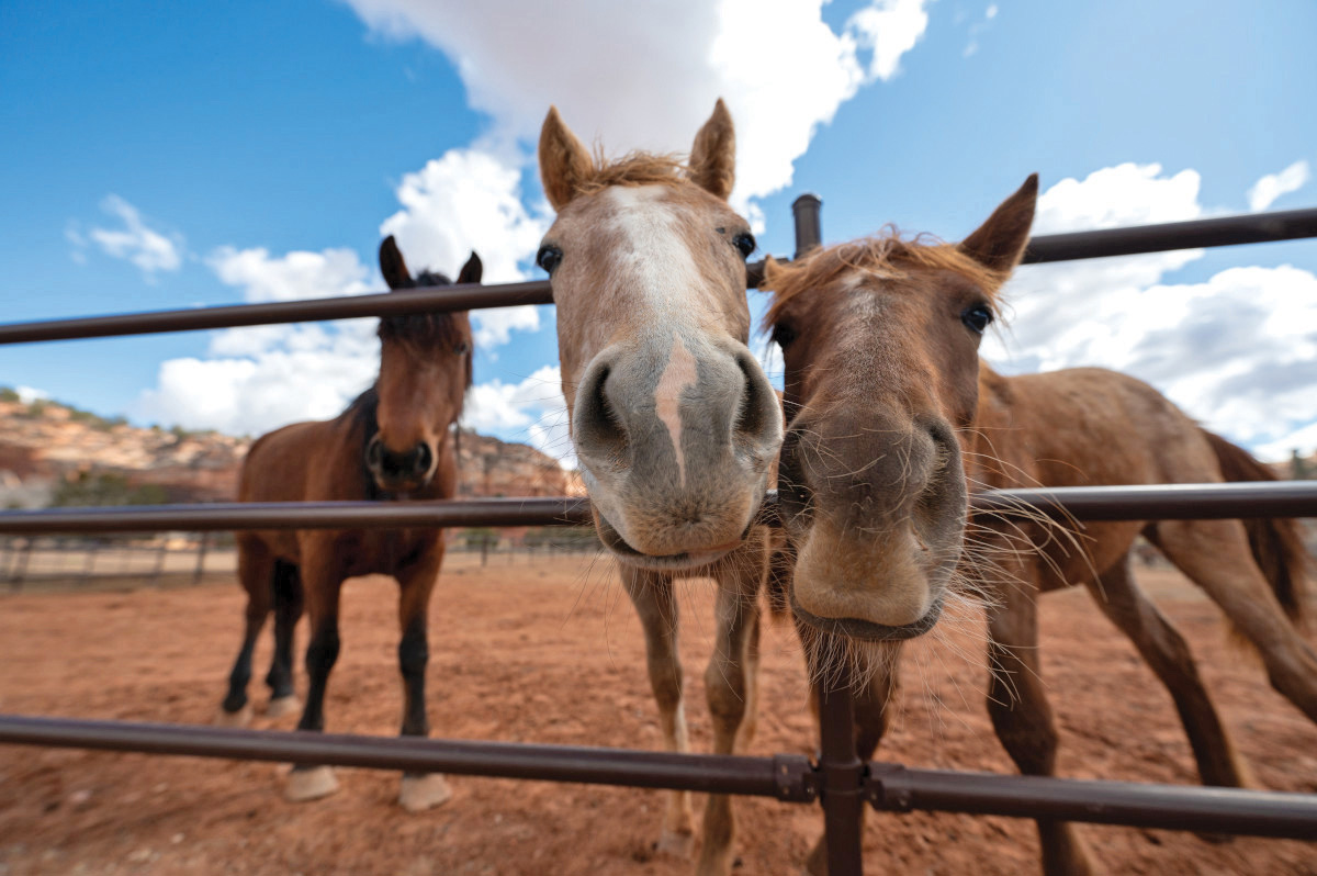 Best Friends Animal Sanctuary Welcomes You This Fall